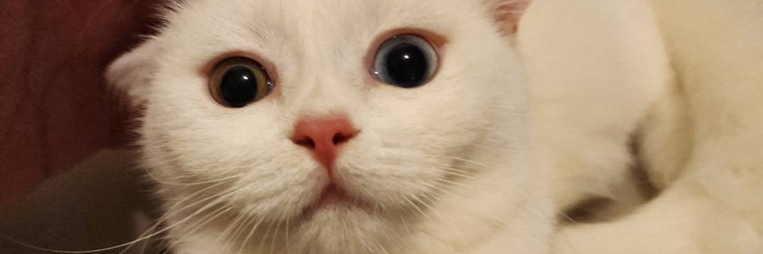 lynnechenhere's profile banner image