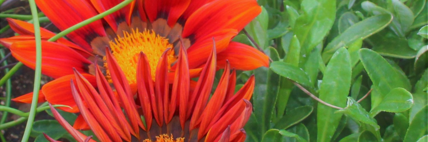 Katcares's profile banner image