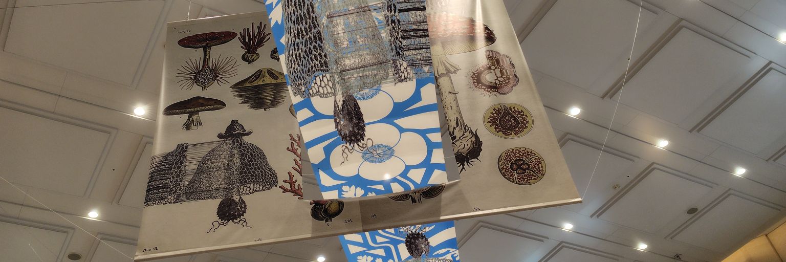 maro274ひよっこ banner