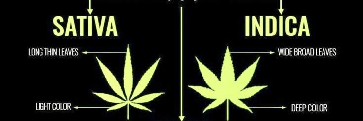 PotHeadHippie's profile banner image