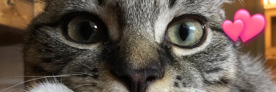 ethnoEmma's profile banner image