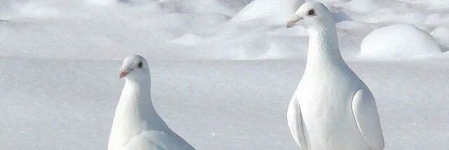 121Roomy's profile banner image