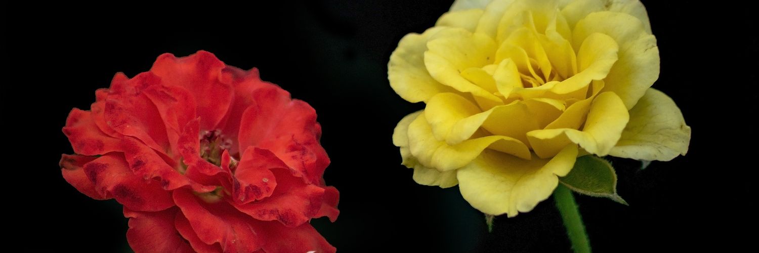 amshreefosman's profile banner image