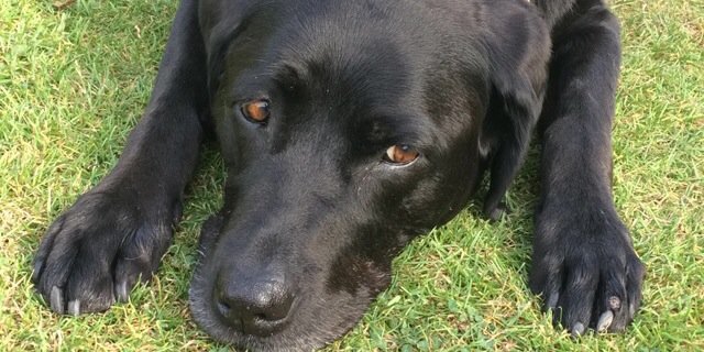LucySwerling's profile banner image