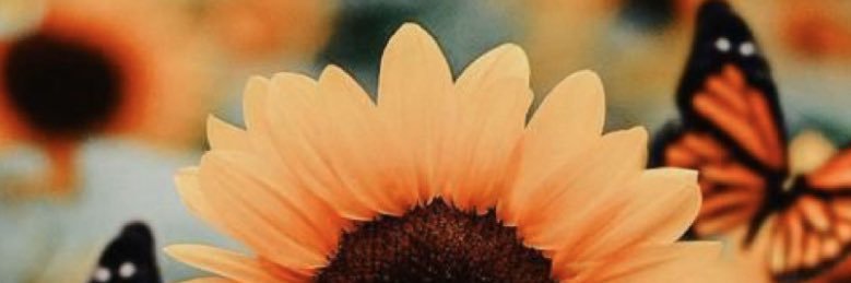 HanahLitz's profile banner image