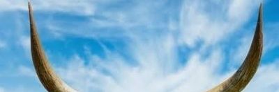 Cornudos S.A México banner
