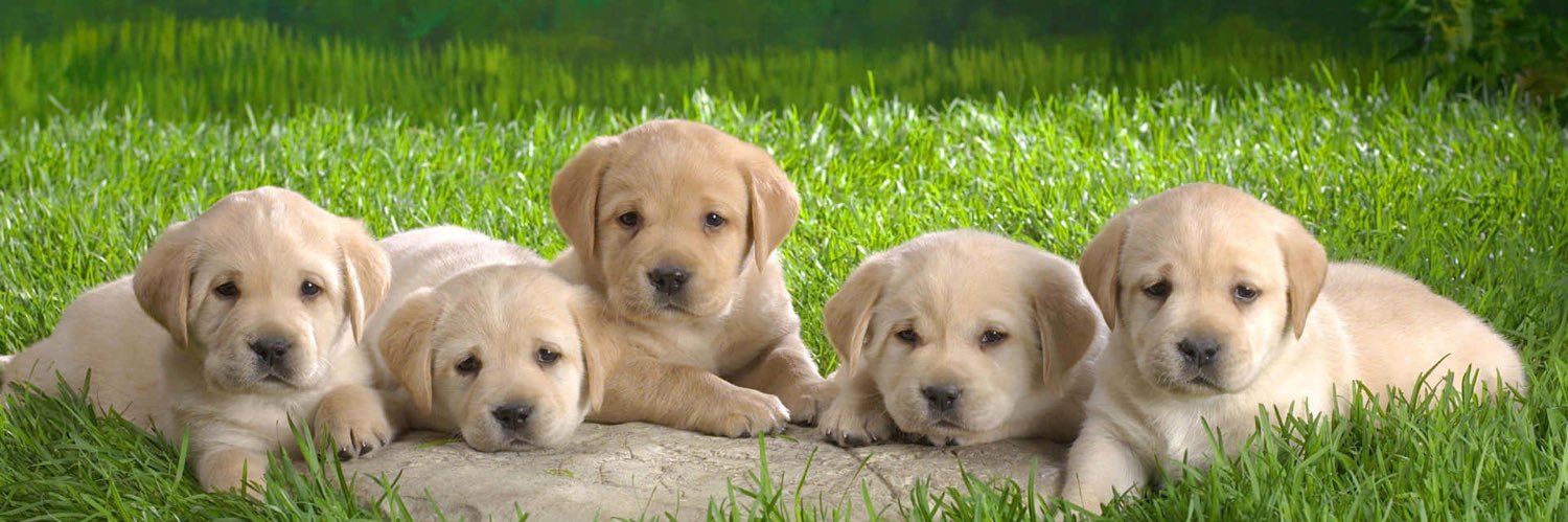 Scorpio Chou - Probable Spam❤️🤍💙 banner