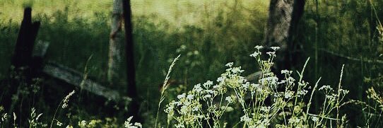 TenaciousWings's profile banner image