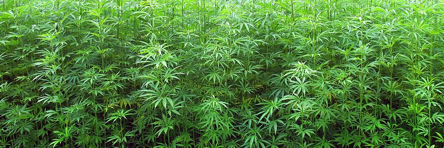 420MDI's profile banner image