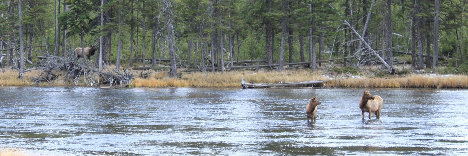 Rocky Mountain Elk Foundation banner