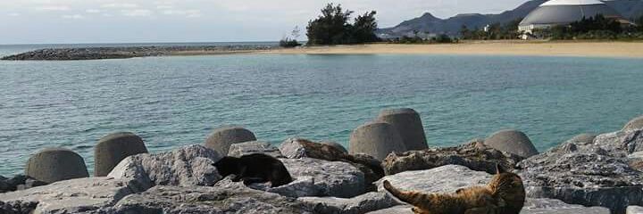 cdca78006b18452's profile banner image