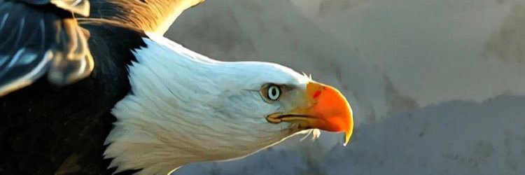 Nevozade's profile banner image