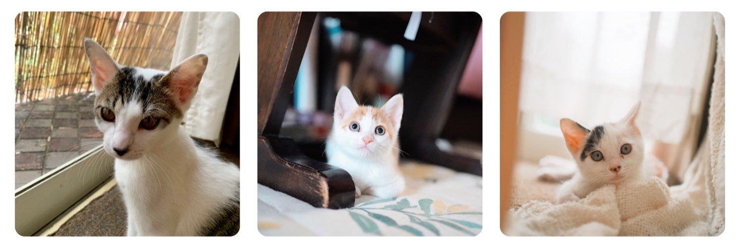 桜姫🌸🦀 banner