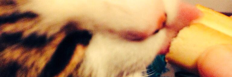 pheobefurball45's profile banner image