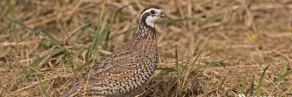 GeorgiaWild Profile Banner