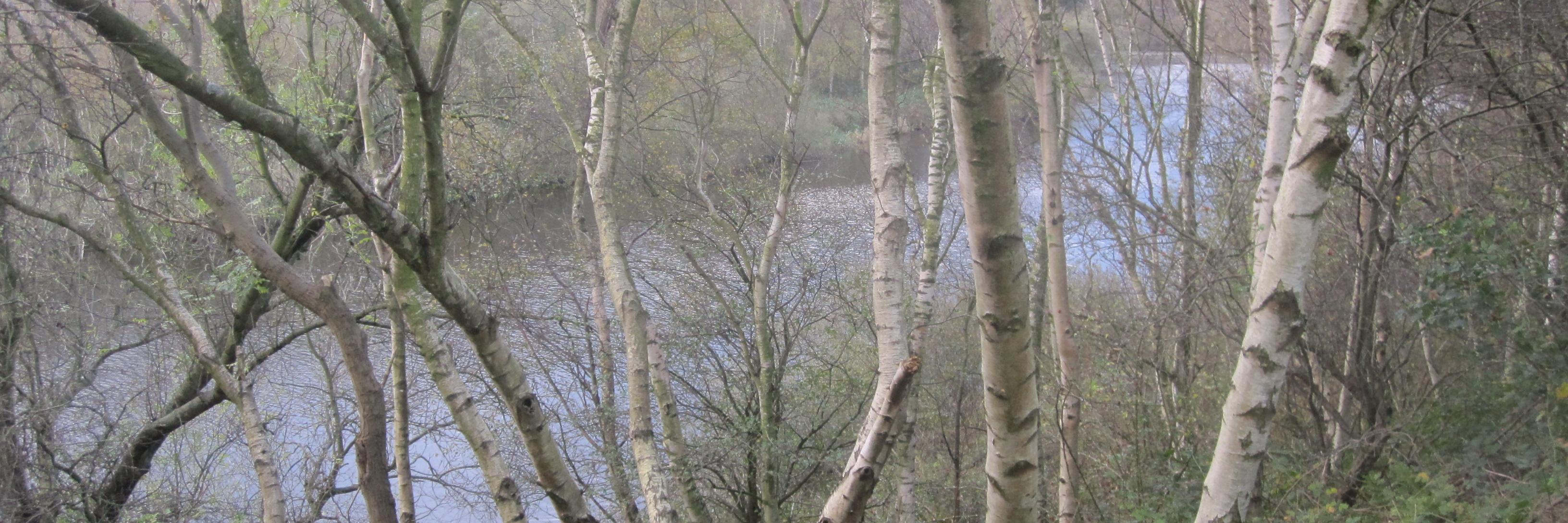 ForestSchoolTR's profile banner image