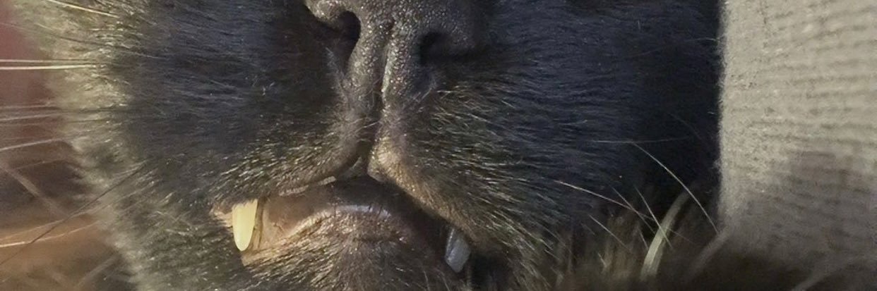 lncsl_'s profile banner image