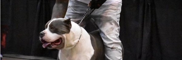 yabish_favpage Profile Banner