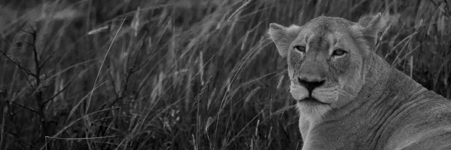 WildAid South Africa banner