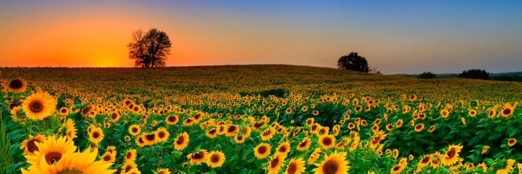 _Hernie_'s profile banner image