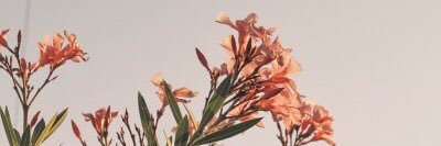 orsostelle's profile banner image