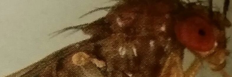 fromgodtodog's profile banner image