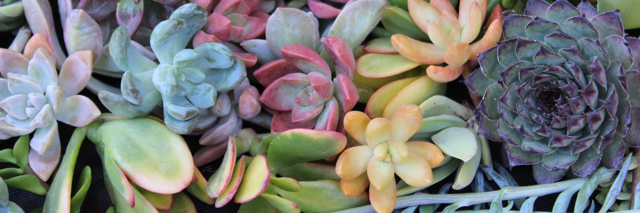 succulentobsess's profile banner image
