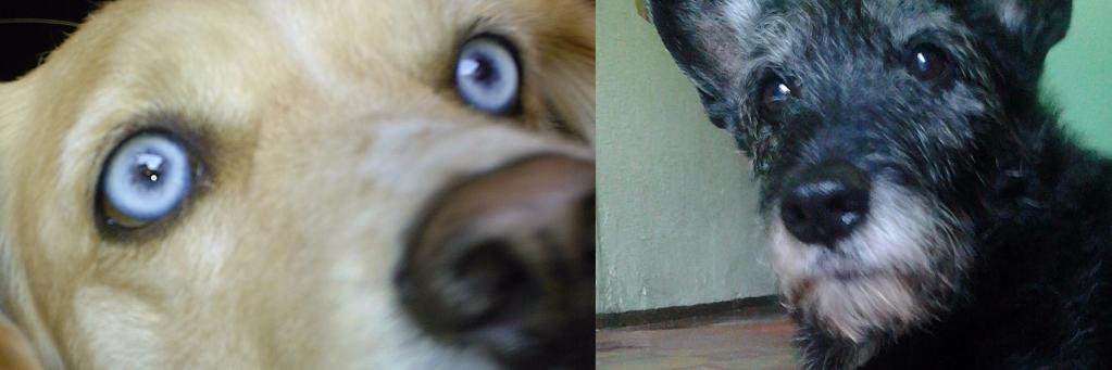 AnimalesProtege's profile banner image