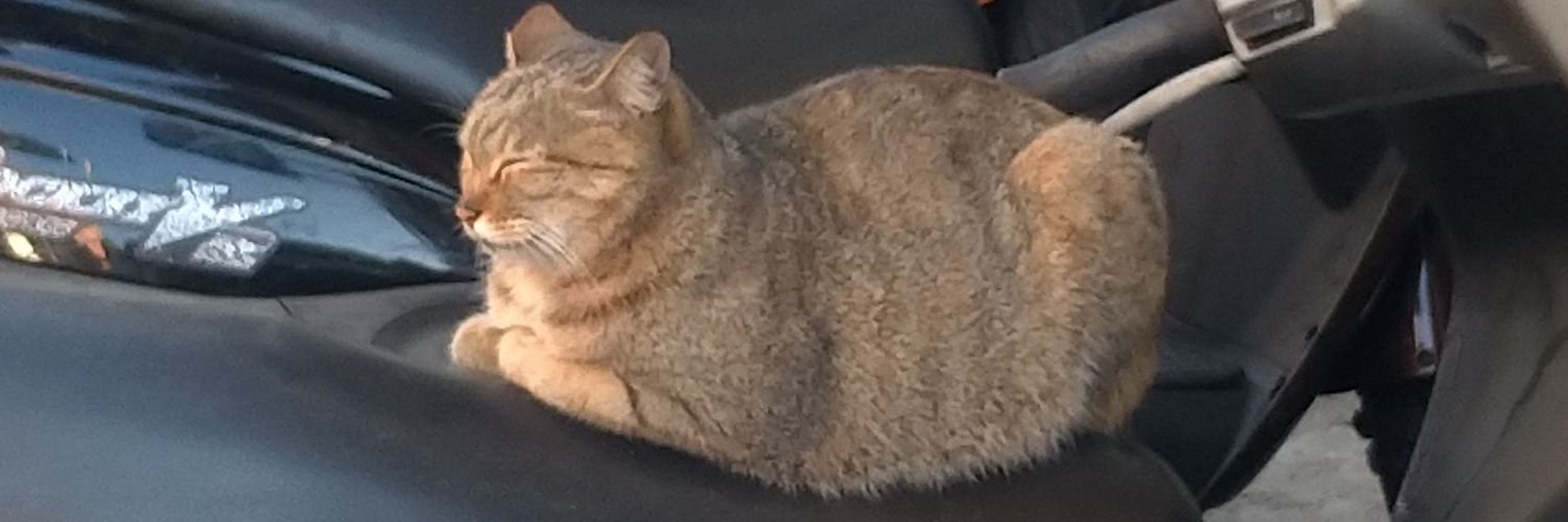 zeri_neko's profile banner image