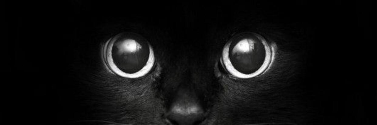 SharadaAttaway's profile banner image