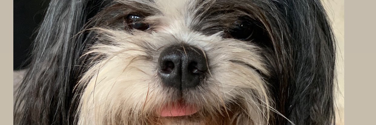 nattytsouza's profile banner image