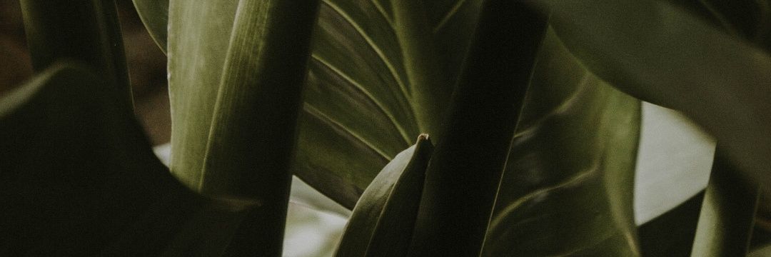 slythiedrm's profile banner image