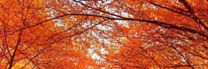 ggortz's profile banner image