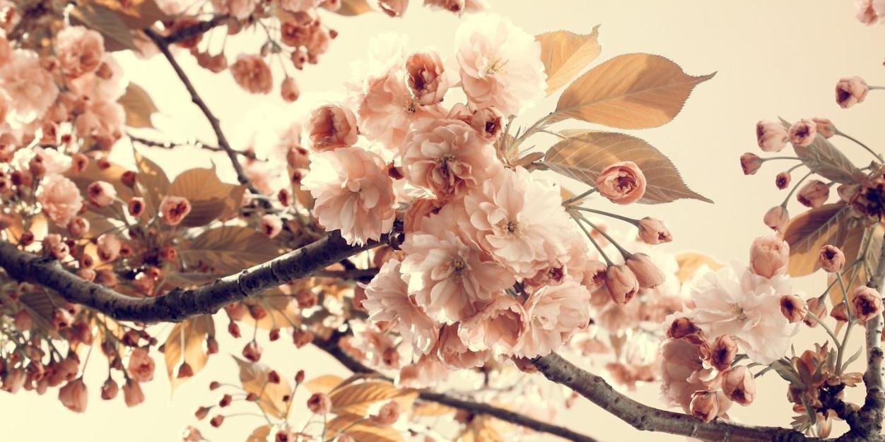 HolliBerryWard's profile banner image