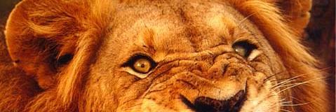 Tom_C_New's profile banner image