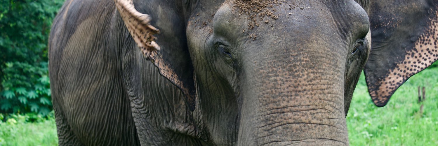 Melanie Green banner