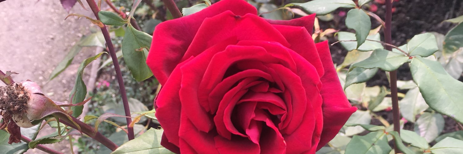 BeccaReah's profile banner image