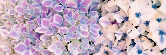 laurafield96's profile banner image
