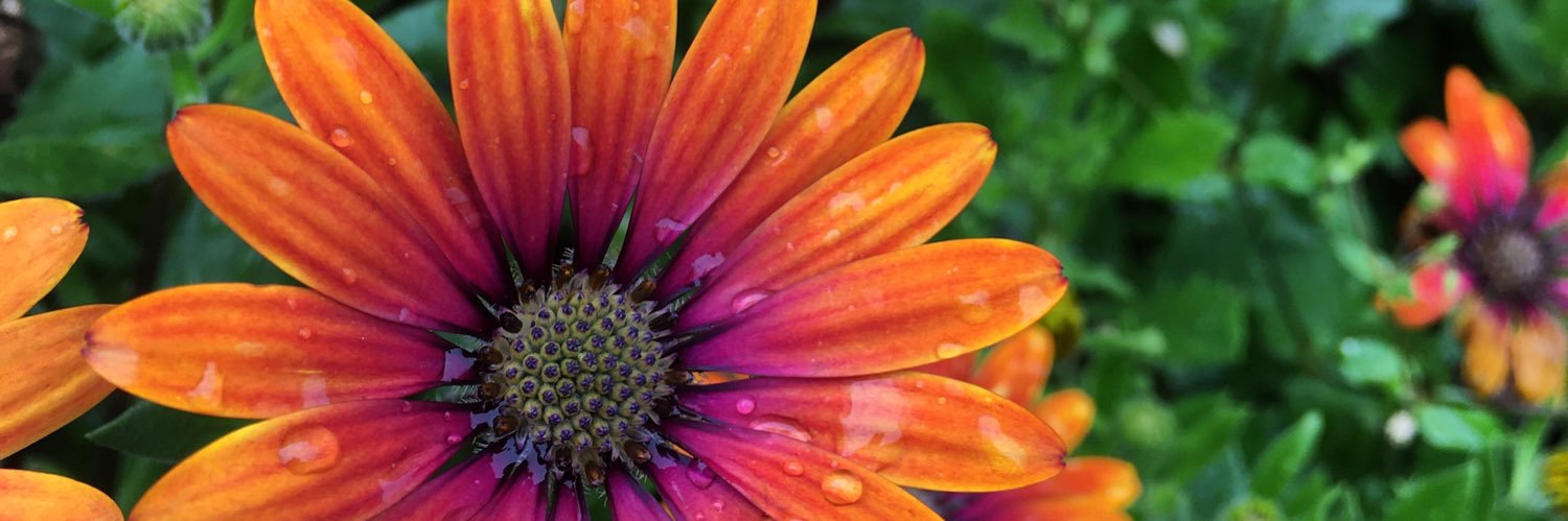 Dr Patrick S. McGhee banner