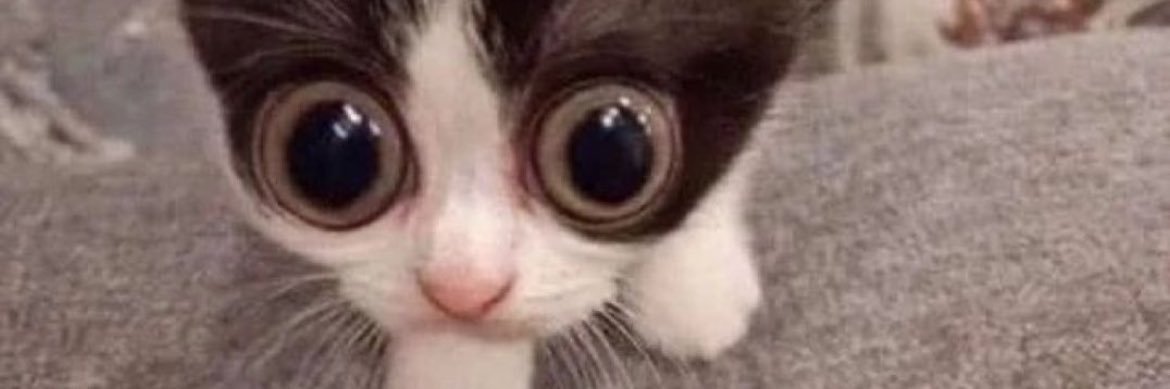 UnderFlyYTP's profile banner image