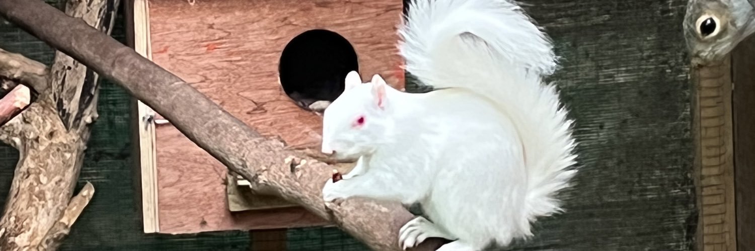Hitchin Squirrel Rescue's banner