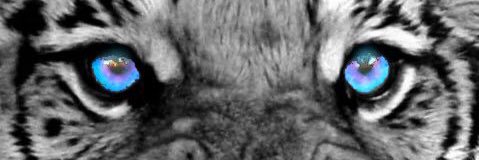 David Fulton banner