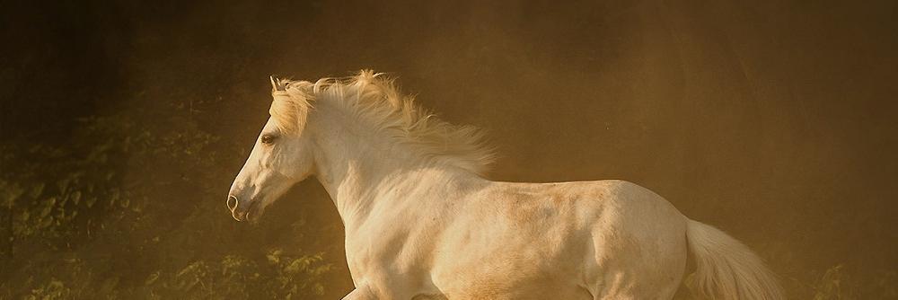SaveAnEquine's profile banner image