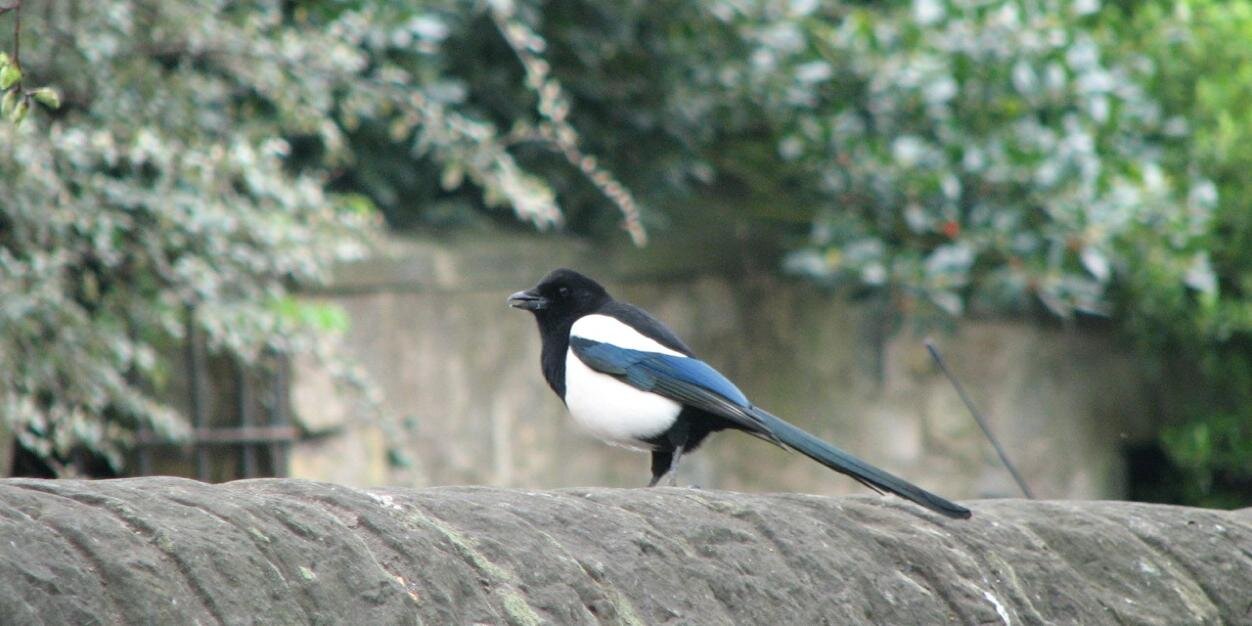 Megan R. Brett, Ph.D. banner