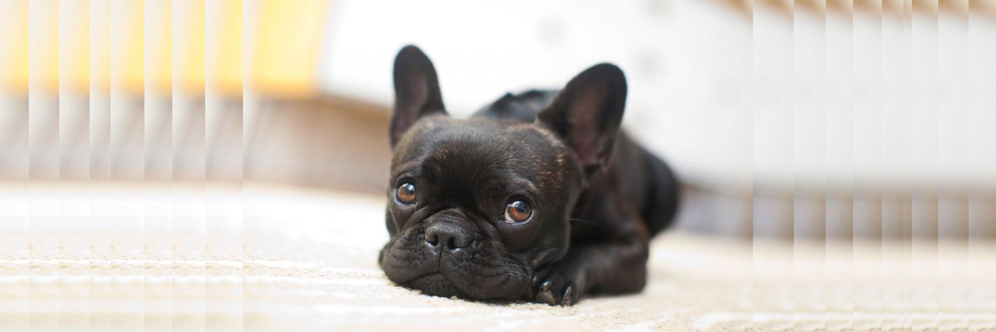 FrenchieAddict's profile banner image