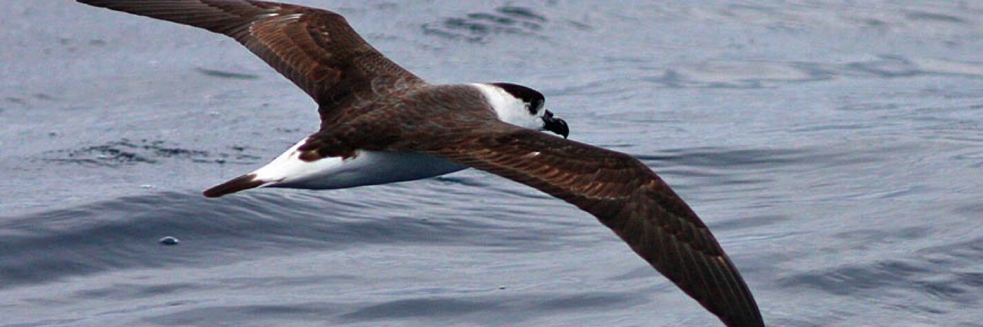 Seabirding ~ Kate Sutherland banner