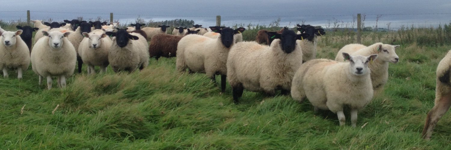 SheepyJamie's profile banner image