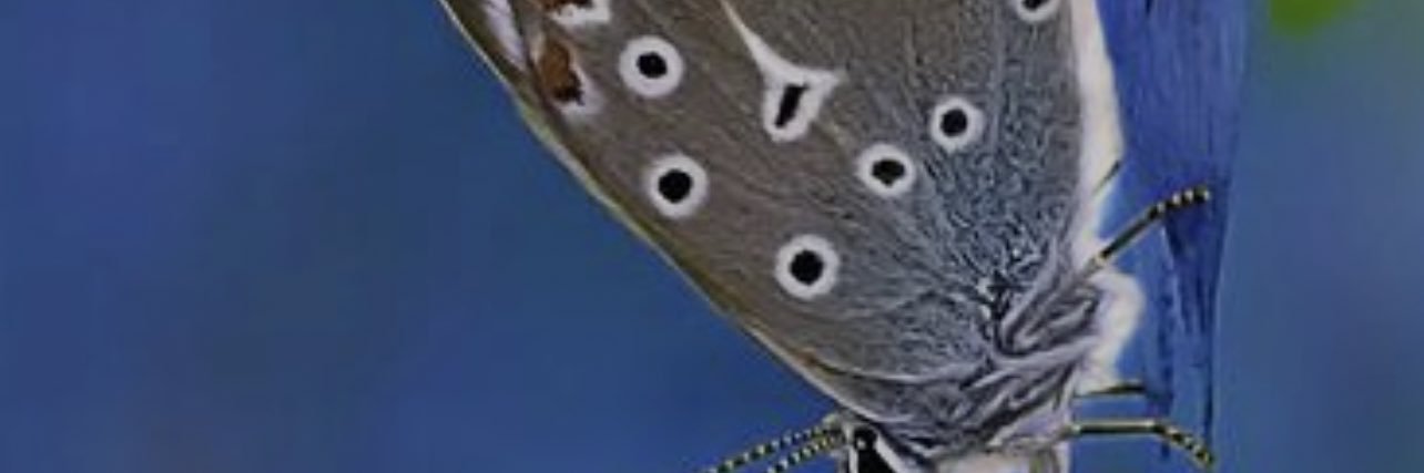 Dolphin7394's profile banner image