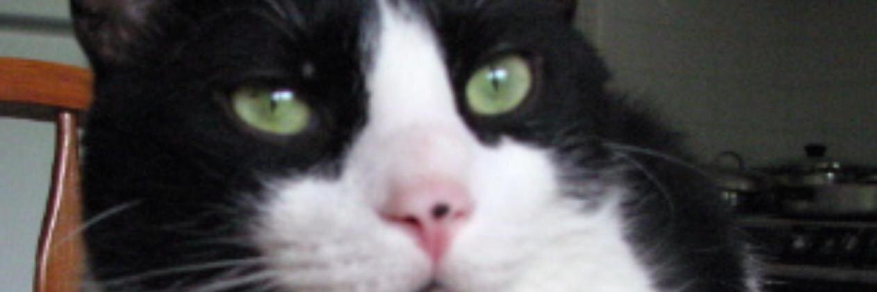 wendystrauss's profile banner image