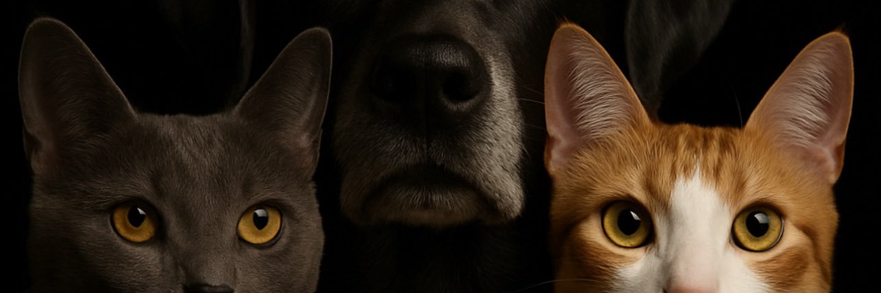 PurcellDylan's profile banner image